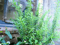ギャラリーの窓際に植えた植物2